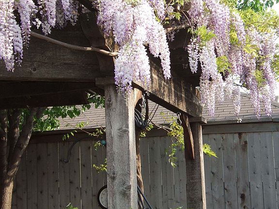 Wisteria on pergola
