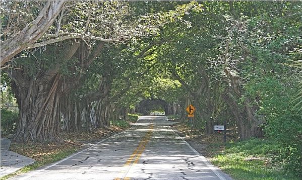Banyan Tree Tunnel