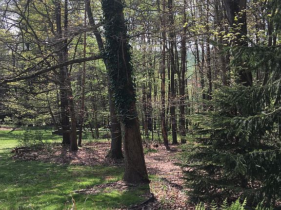 View from basement window