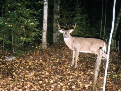 000 Big Musky Road, Park Falls, WI, 54552