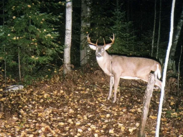 000 Big Musky Road, Park Falls, WI 54552