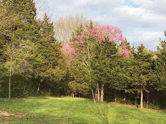 Back pasture in spring