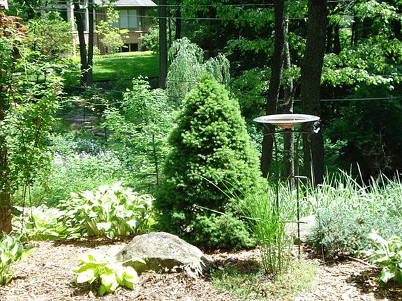 Beautiful trees and shrubs
