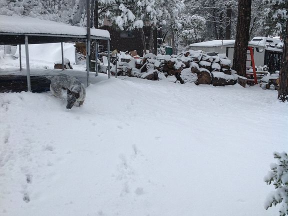 Backyard, winter storm 