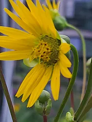 Rented by Brooklyn Heights Real Estate Inc