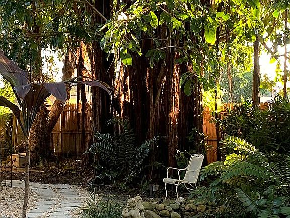 Banyan tree in backyard 