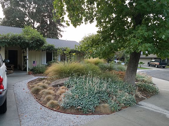Front - Native CA garden