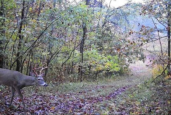 4th image of 798 Red Tuttle Rd