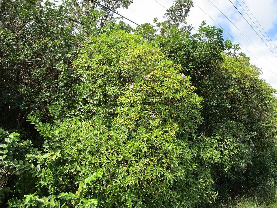 2nd image of Pahoa Rd Lot 12-A