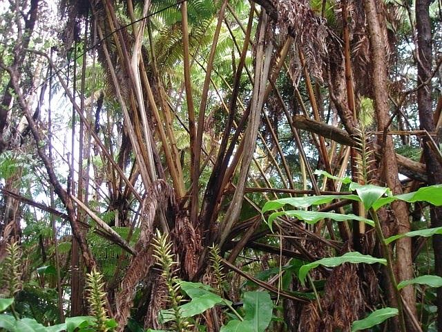 2nd image of Ainahau Rd