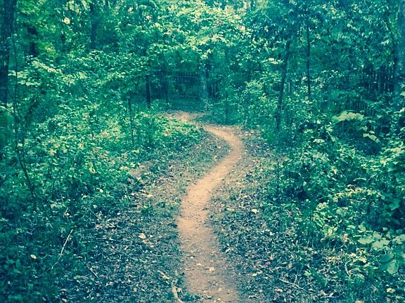 Backyard trail