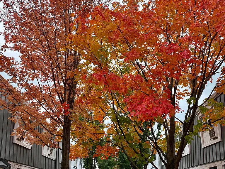 Park Townhomes of Highland Park — Photo 13
