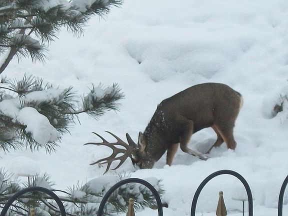 Wildlife off back deck