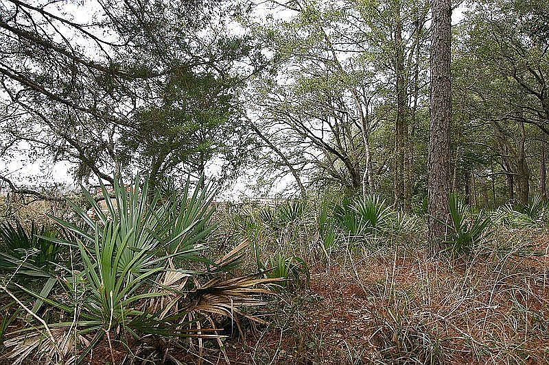 Vegetation view