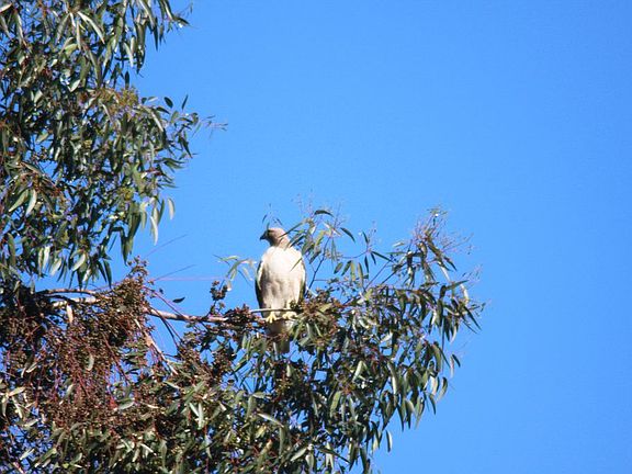 Redtailed Hawk