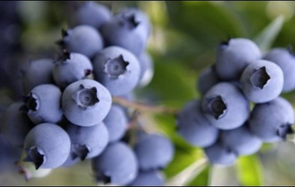 Juicy Blueberries Nearby 