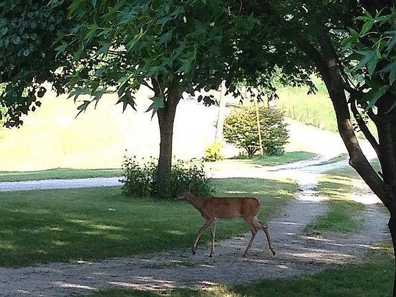 Abundant Wildlife