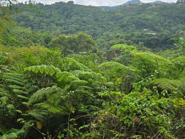 Km 13.8 Carr 141 Km #13.8, Jayuya, PR 00664