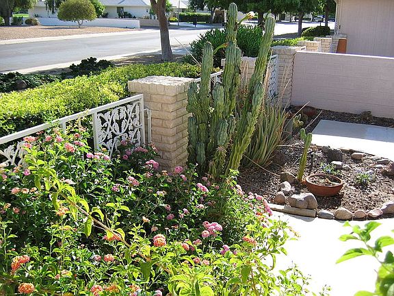 Desert Landscaping