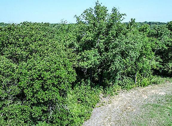 5th image of 793 Deer Path