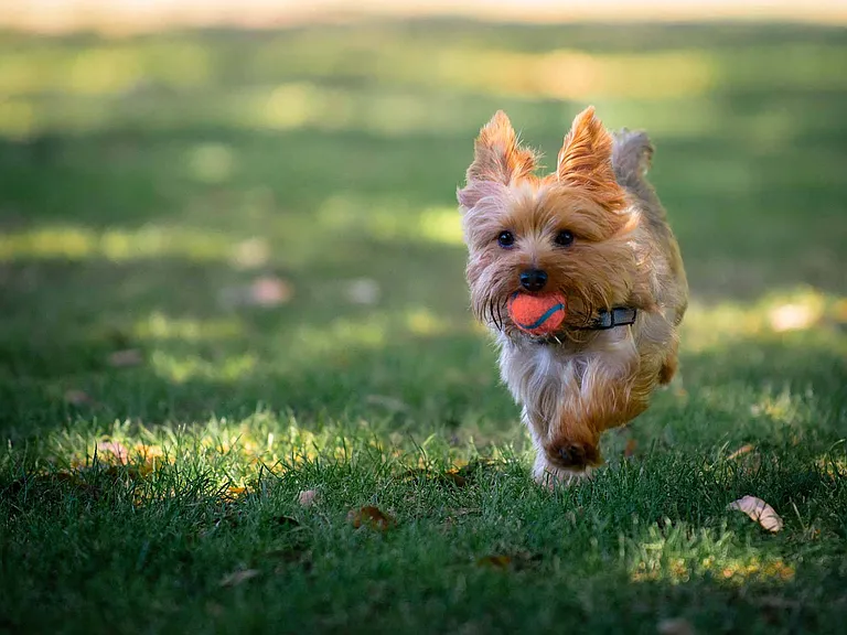 Your furry family members will love our pet friendly community with plenty of outdoor options for adventuring.