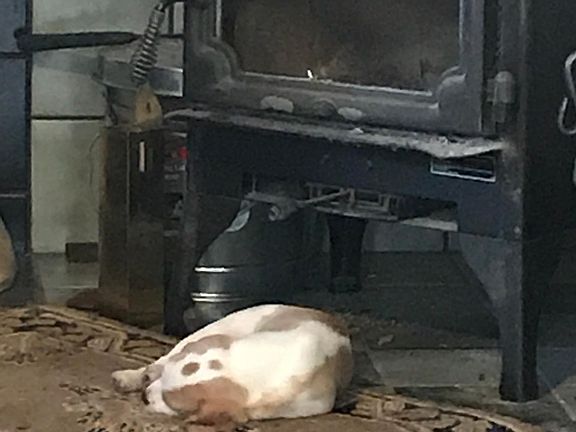 Wood stove and pup