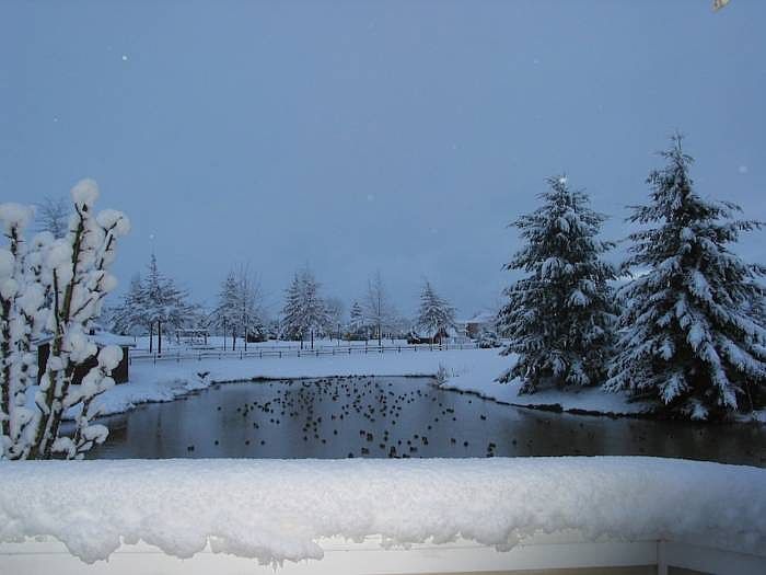 Snowy Pond from Balcony