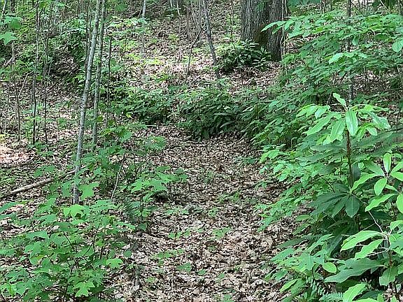 5th image of Brush Mountain Farm #35