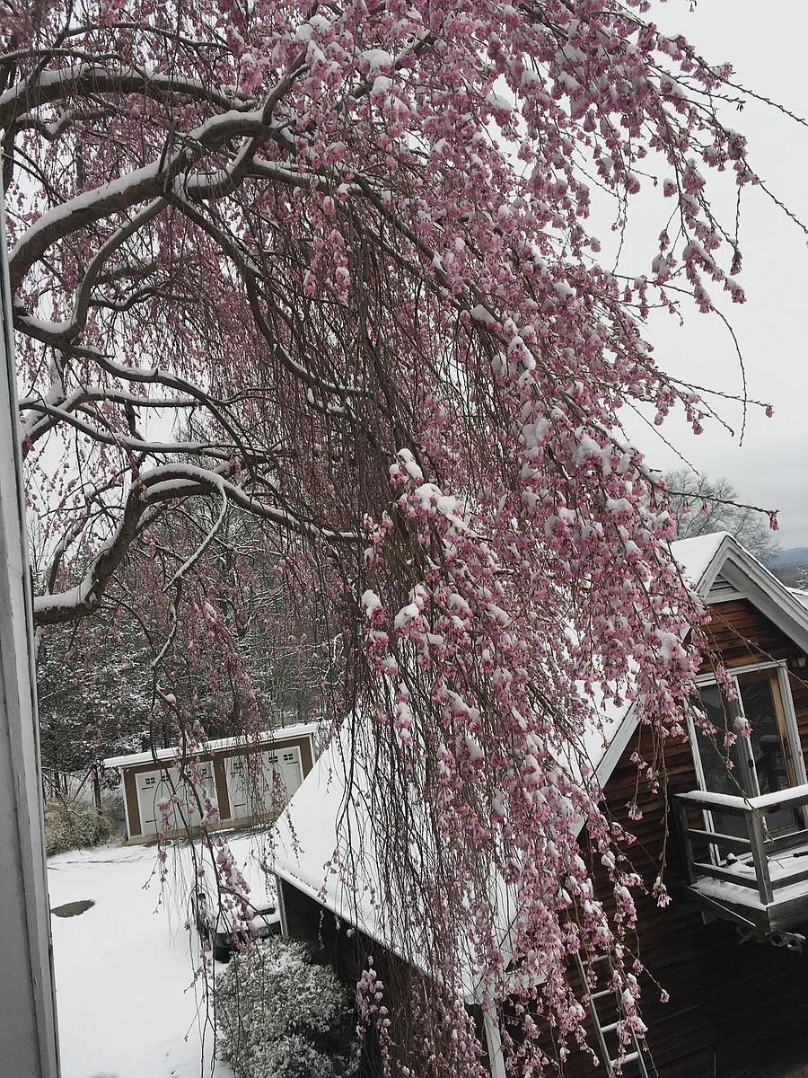 Rare spring snow - 69 Cereus Way