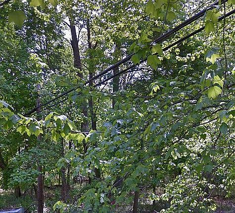 3rd image of Mellinee Ave