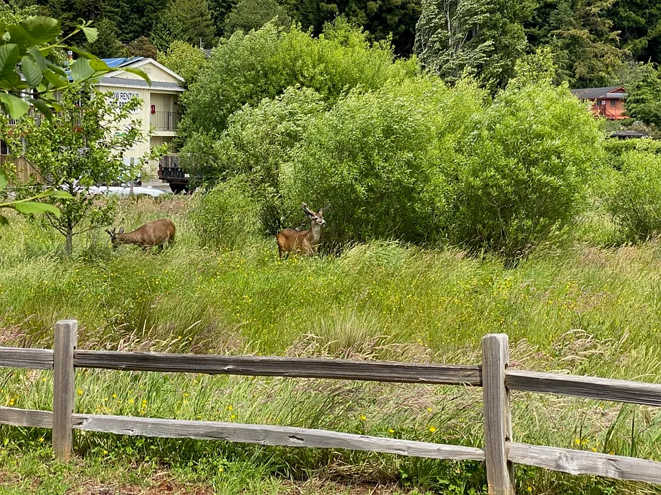Deers in field by walking trail.