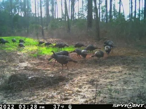 0 County Road 18 #2, Headland, AL 36345