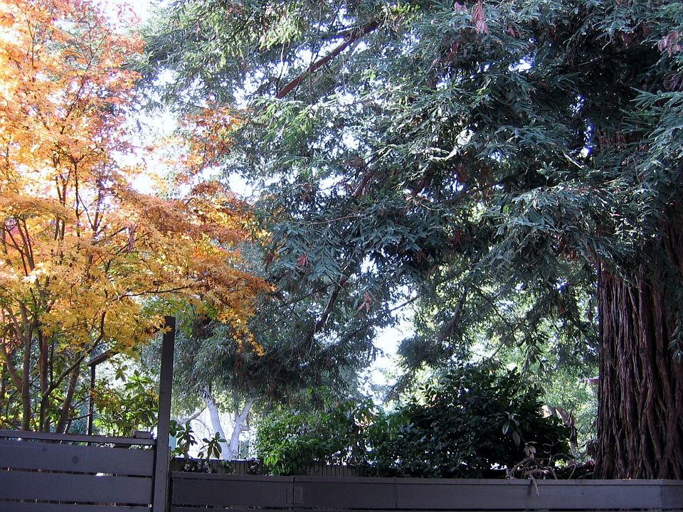 patio under the big redwood tree