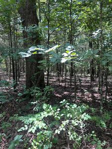 15 Duncan Ln, Poughkeepsie, AR, 72569