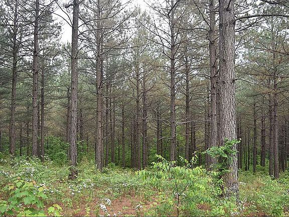 100' X 450'+ ESTIMATE