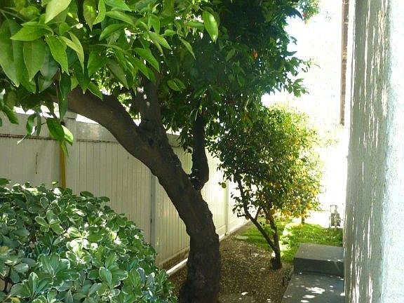 Orchard at side of home