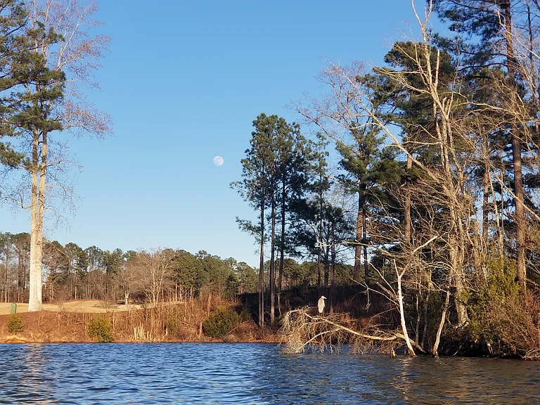 Lake McIntosh (2.6 mi; 6 minutes)- view towards the Planterra Golf Course (2.7 miles, 7 minutes). 
A white heron is perched on a tree branch in the foreground.