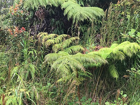 Tree ferns grow wild on lot