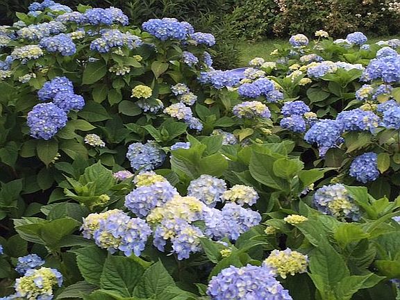 Beautiful Gardens