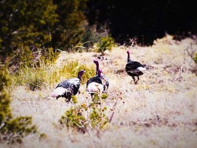 27701 County Road 437, Aguilar, CO, 81020