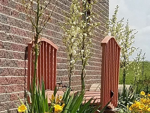 Walkway w/ Yucca & Daylilies
