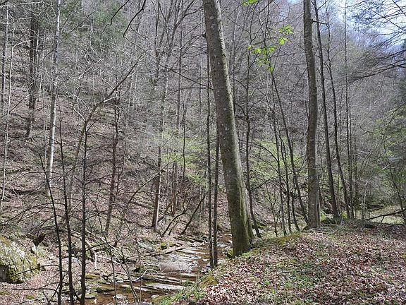 5th image of Fowlers Branch Rd