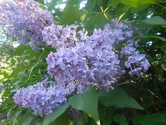 I can smell them now!