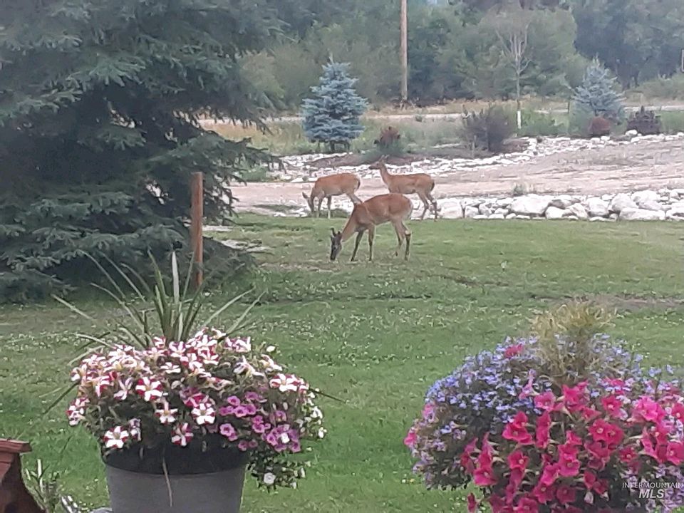 3127 Highway 93 N, Gibbonsville, ID 83463 MLS 98885373 Zillow