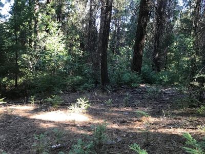 5 Acres Pine Tree, Pollock Pines, CA, 95726