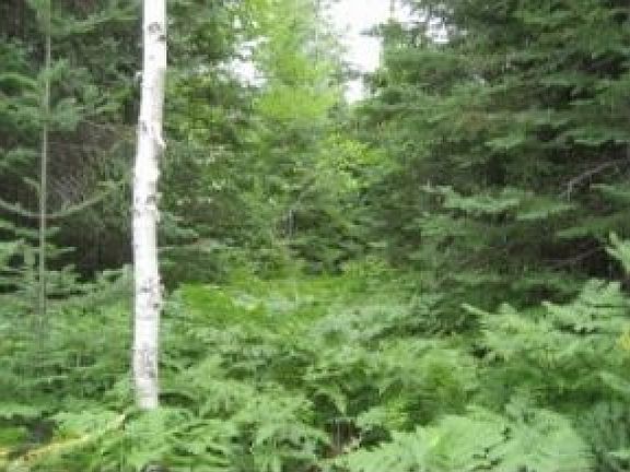 Woods and Ferns