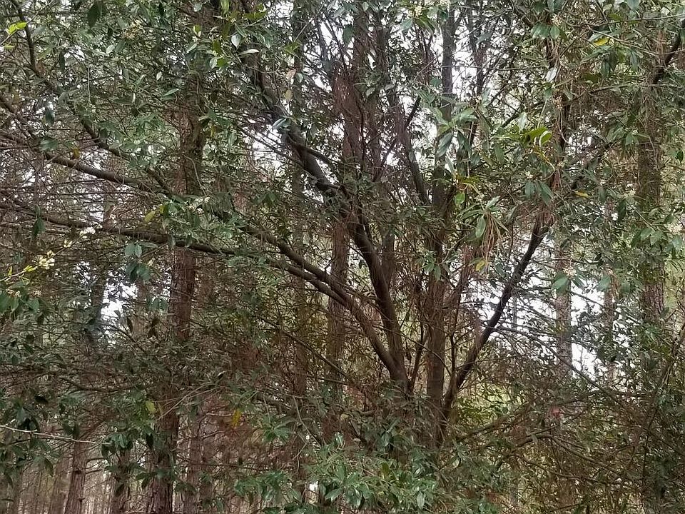 2nd image of 000 Hatchaway Bridge Rd