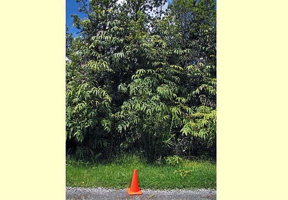 Approximate left lot line