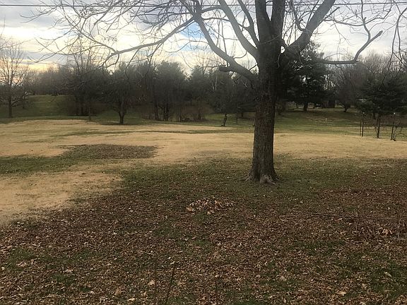 Backyard trees