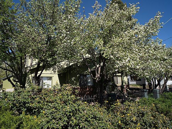 Mature apple trees privacy